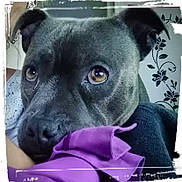 Narko participe au concours pour gagner de l'argent avec cette photo : canidae, carnivore, dog, dog_breed, labrador_retriever, mammal, non_sporting_group, patterdale_terrier, rare_breed_dog, snout, sporting_group, staffordshire_bull_terrier, vertebrate