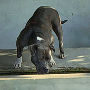 Diana participe au concours pour gagner de l'argent avec cette photo : dog, black_dog, white_paws, white_marking, drinking, water, concrete, shadow, outdoor, pet, canine, animal, mammal, focused, side_view, daylight, quiet, still_life, curious, muscular