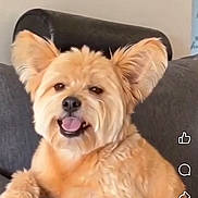 Charlie joined the competition — help win amazing prizes! animal, canine, comfortable, couch, dog, domestic_animal, ears, fluffy, fur, gray_couch, happy, household, indoor, pet, portrait, relaxed, smiling, social_media, tongue_out, video_screenshot