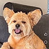 animal, canine, comfortable, couch, dog, domestic_animal, ears, fluffy, fur, gray_couch, happy, household, indoor, pet, portrait, relaxed, smiling, social_media, tongue_out, video_screenshot