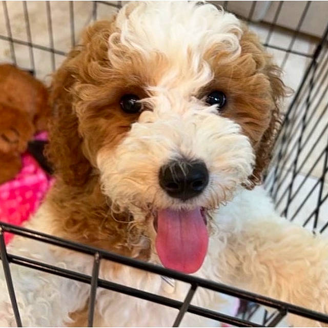 Lulu joined the competition — help win amazing prizes! canidae, carnivore, companion_dog, dog, dog_breed, dog_collar, fur, labradoodle, liver, maltepoo, poodle, puppy_love, small_terrier, snout, sporting_group, terrier, toy_dog, water_dog, working_animal, yorkipoo