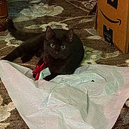 Grim is registered to the contest to win money with this photo: black_cat, cat, pet, tissue_paper, red_bow, ribbon, cardboard_box, amazon_box, patterned_rug, carpet, indoor, home, playful, curious, wide_eyes, looking_at_camera, sitting, floor, gift_wrap, cozy