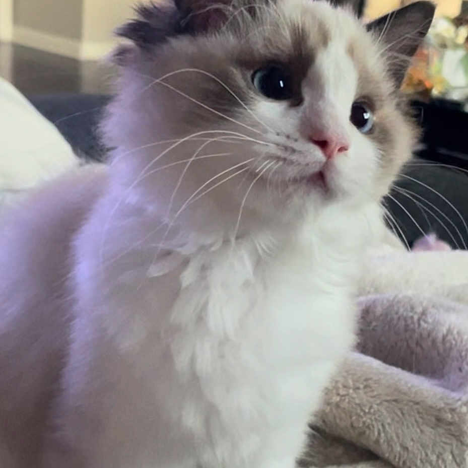 Thor is registered to the contest to win money with this photo: cat, fluffy, indoor, blanket, cozy, pet, whiskers, fur, animal, cute, closeup, domestic, face, ears, soft, sitting, home, curious, feline, relaxed