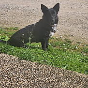 Bella participe au concours pour gagner de l'argent avec cette photo : dog, black_dog, grass, gravel, harness, collar, heart_tag, daisies, car_wheel, outdoor, sitting, attentive, black_fur, leash, nature, sunlight, dirt_path, greenery, pet, portrait