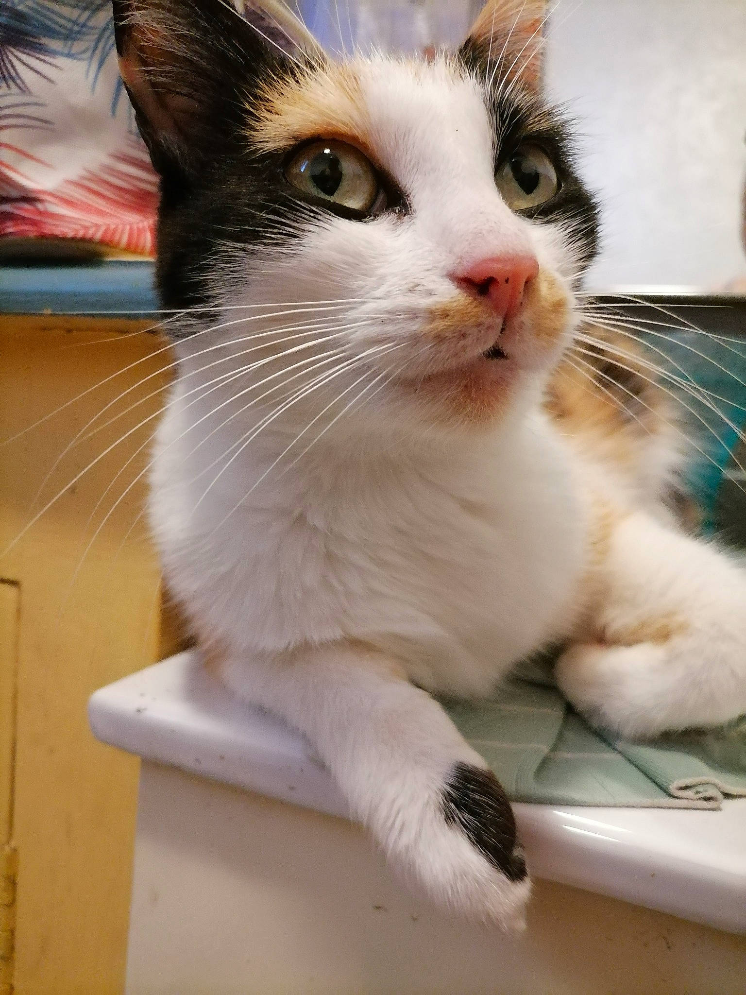 Osiris participe au concours pour gagner de l'argent avec cette photo : aegean_cat, american_wirehair, asian, carnivore, cat, domestic_short_haired_cat, european_shorthair, felidae, japanese_bobtail, kitten, mammal, ojos_azules, polydactyl_cat, small_to_medium_sized_cats, snout, turkish_van, whiskers