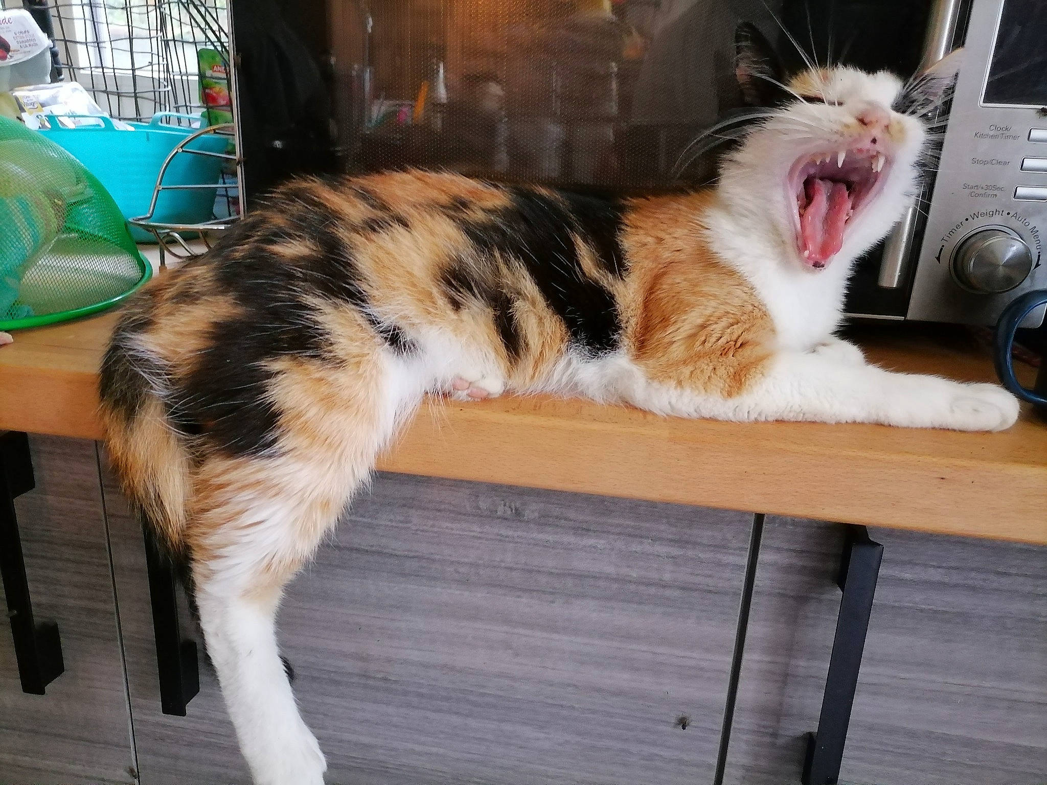 Osiris participe au concours pour gagner de l'argent avec cette photo : aegean_cat, american_curl, carnivore, cat, european_shorthair, facial_expression, felidae, fur, kitten, mammal, norwegian_forest_cat, small_to_medium_sized_cats, snapshot, tabby_cat, tail, whiskers