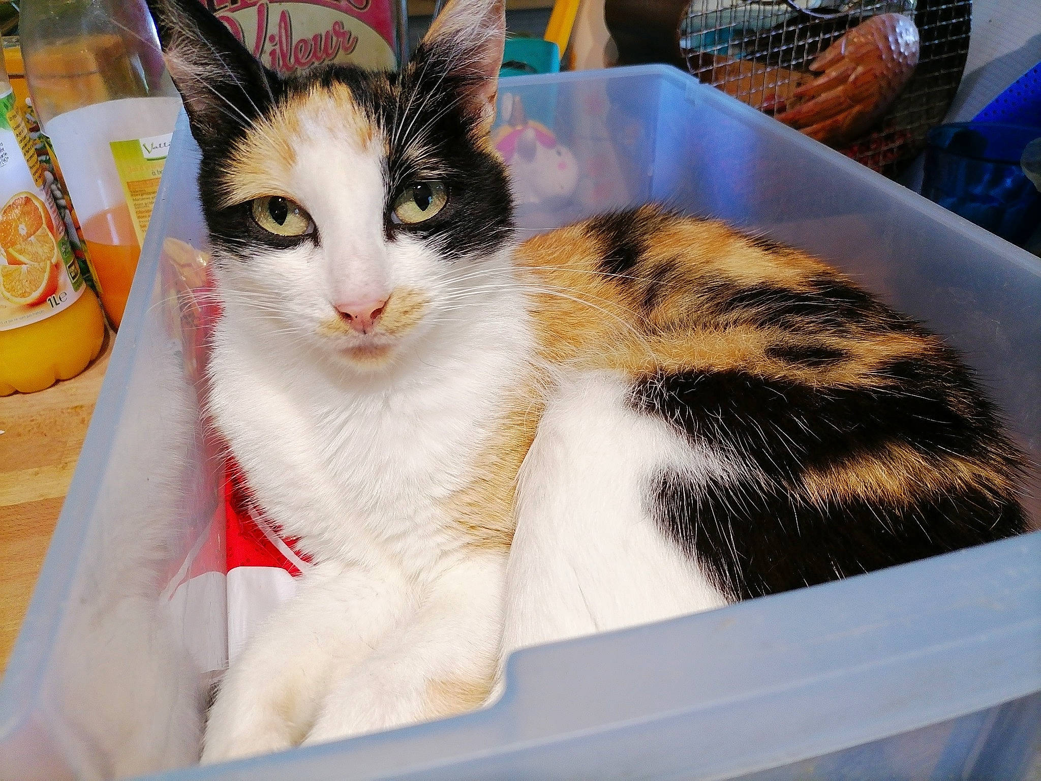 Osiris participe au concours pour gagner de l'argent avec cette photo : aegean_cat, american_wirehair, asian, box, carnivore, cat, domestic_short_haired_cat, ear, european_shorthair, eye, felidae, fur, japanese_bobtail, kitten, polydactyl_cat, small_to_medium_sized_cats, tabby_cat, turkish_van, whiskers