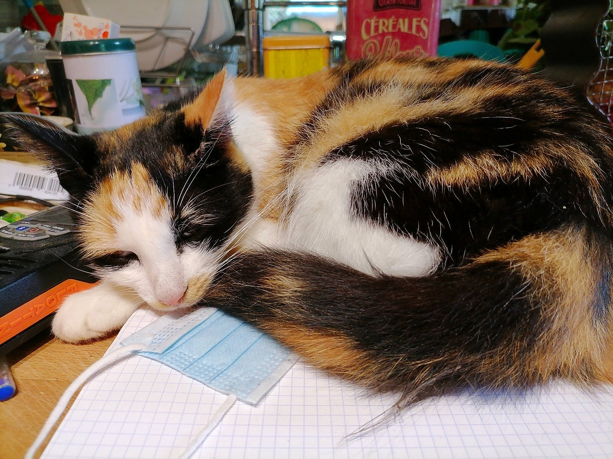 Osiris a rejoint le concours — aidez-le/la à gagner de superbes lots ! carnivore, cat, domestic_short_haired_cat, ear, european_shorthair, eye, felidae, fur, hair, kitten, nap, sleep, small_to_medium_sized_cats, tabby_cat, tail, whiskers