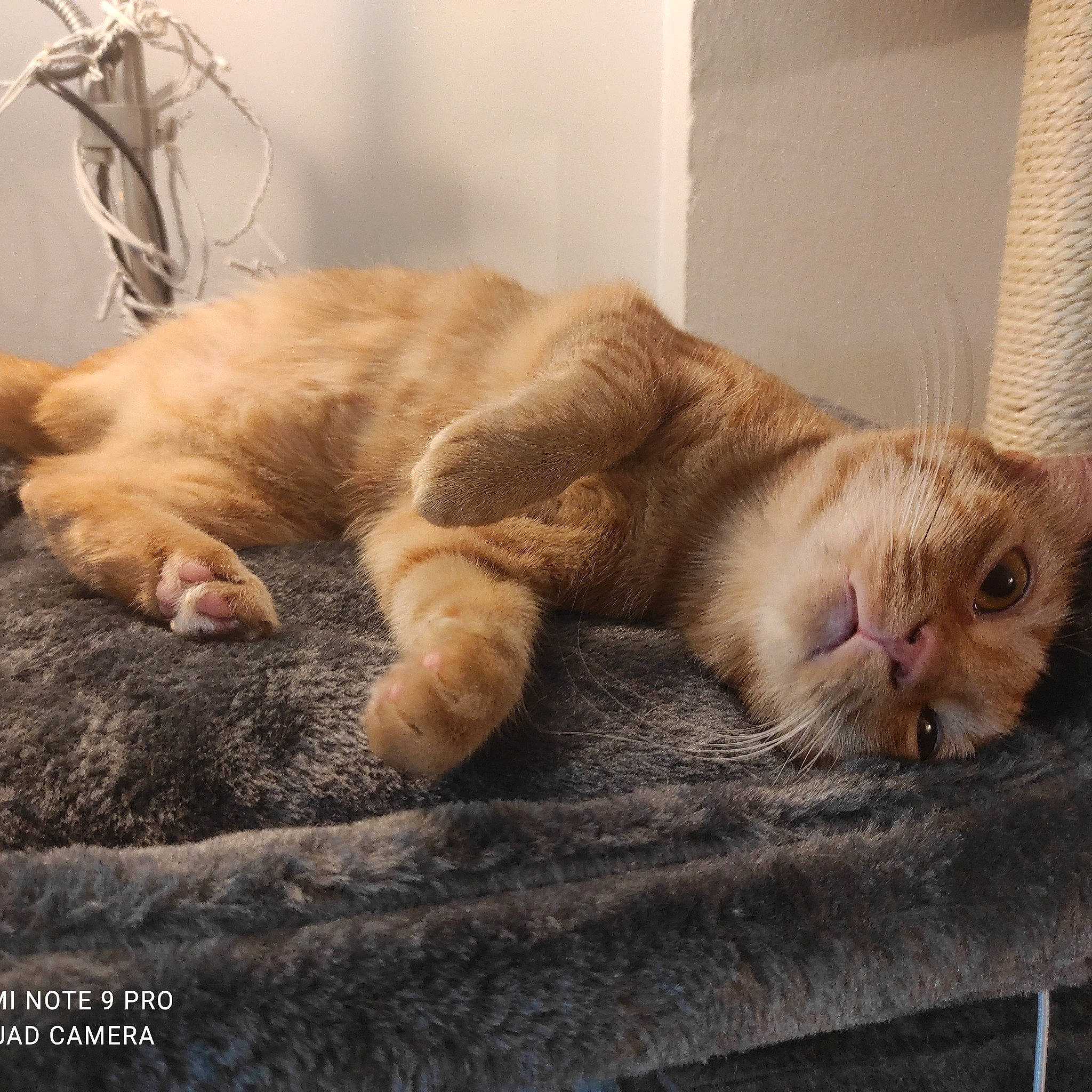 Ana Ana participe au concours pour gagner de l'argent avec cette photo : carnivore, cat, claw, comfort, domestic_short_haired_cat, fawn, felidae, flooring, fur, liver, mammal, paw, small_to_medium_sized_cats, snout, tail, terrestrial_animal, vertebrate, whiskers, window, wood