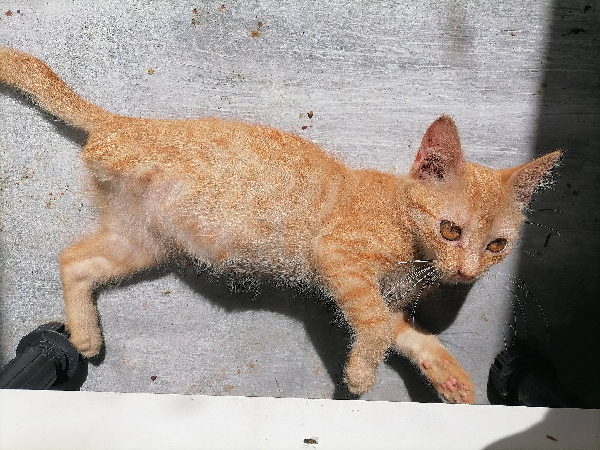 Ana Ana a rejoint le concours — aidez-le/la à gagner de superbes lots ! arabian_mau, asian, carnivore, cat, domestic_short_haired_cat, european_shorthair, fawn, felidae, german_rex, kitten, mammal, ojos_azules, organism, oriental_longhair, small_to_medium_sized_cats, tabby_cat, tail, vertebrate, whiskers