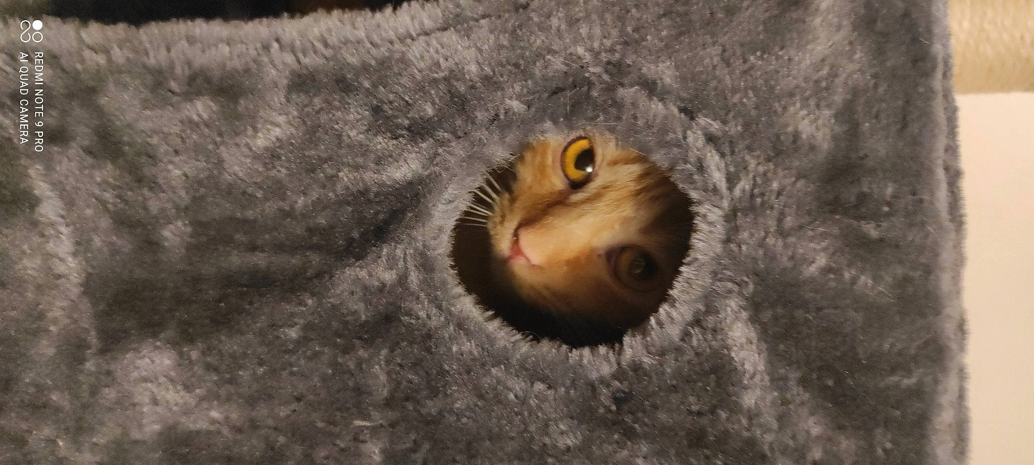 Ana Ana participe au concours pour gagner de l'argent avec cette photo : astronomical_object, barn_owl, bird_of_prey, carnivore, cat, close_up, domestic_short_haired_cat, fawn, felidae, fur, grey, macro_photography, owl, paw, small_to_medium_sized_cats, snout, tail, terrestrial_animal, whiskers, wood