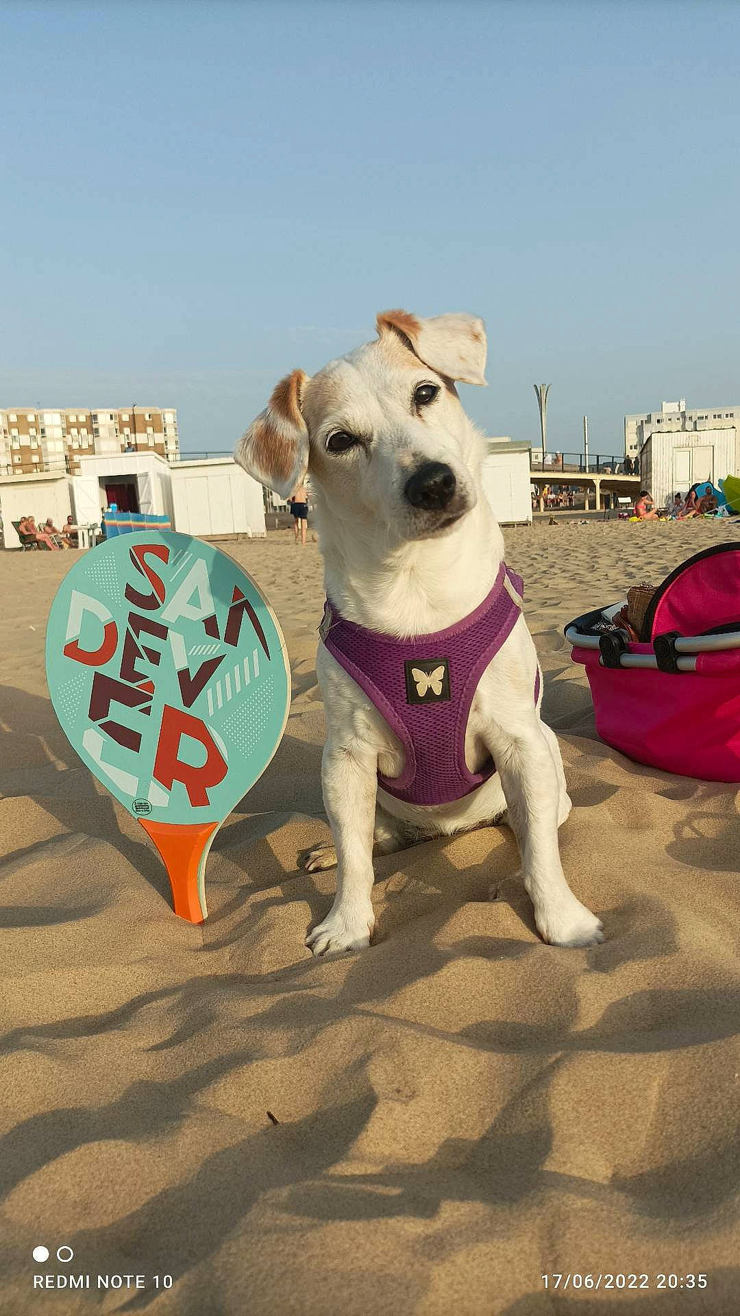 Kimie a rejoint le concours — aidez-le/la à gagner de superbes lots ! backpack, bag, canidae, carnivore, collar, companion_dog, dog, dog_breed, dog_clothes, dog_collar, dog_supply, fawn, landscape, luggage_and_bags, pet_supply, sky, snout, sporting_group, tail, working_animal