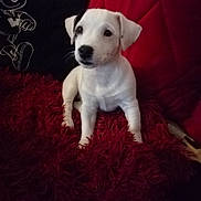 Baya participe au concours pour gagner de l'argent avec cette photo : puppy, dog, white_dog, pet, animal, sitting, portrait, cute, adorable, curious, floppy_ears, black_nose, dark_eyes, shag_blanket, red_blanket, cushion, cartoon, indoors, cozy, close_up