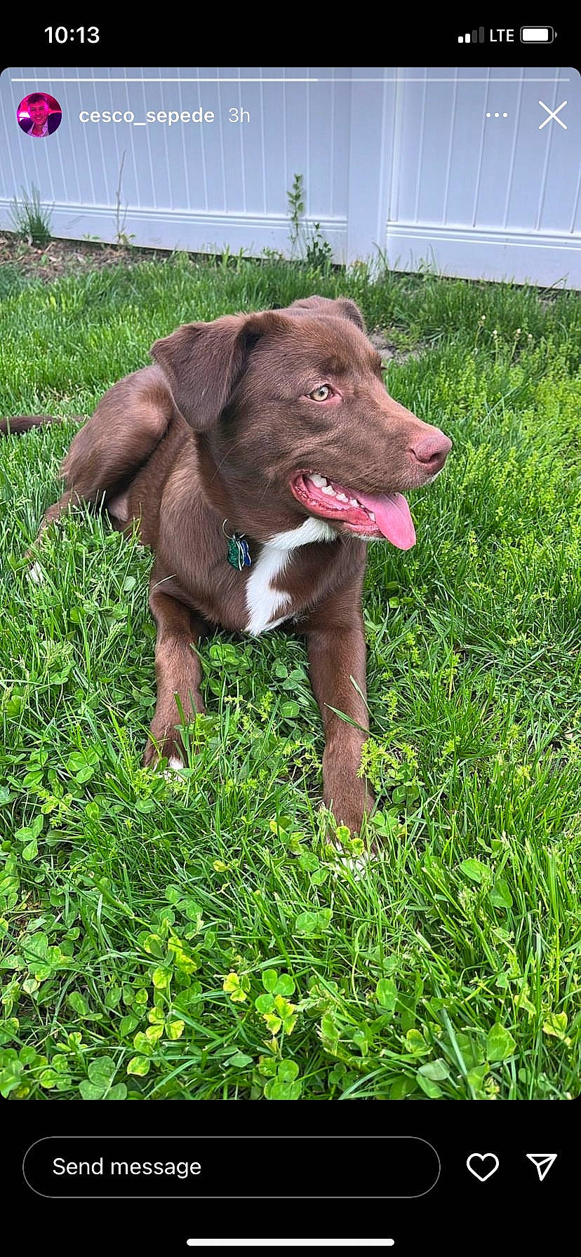 Rome is registered to the contest to win money with this photo: borador, canidae, carnivore, collar, companion_dog, dog, dog_breed, dog_collar, fawn, grass, groundcover, gun_dog, liver, plant, pointing_breed, snout, sporting_group, terrestrial_animal, whiskers, working_animal