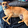 dog, tan_dog, pet, lying_down, black_blanket, leather_couch, indoor, curious, ears, fur, paw, animal, canine, relaxed, looking, comfort, home, cozy, resting, companion
