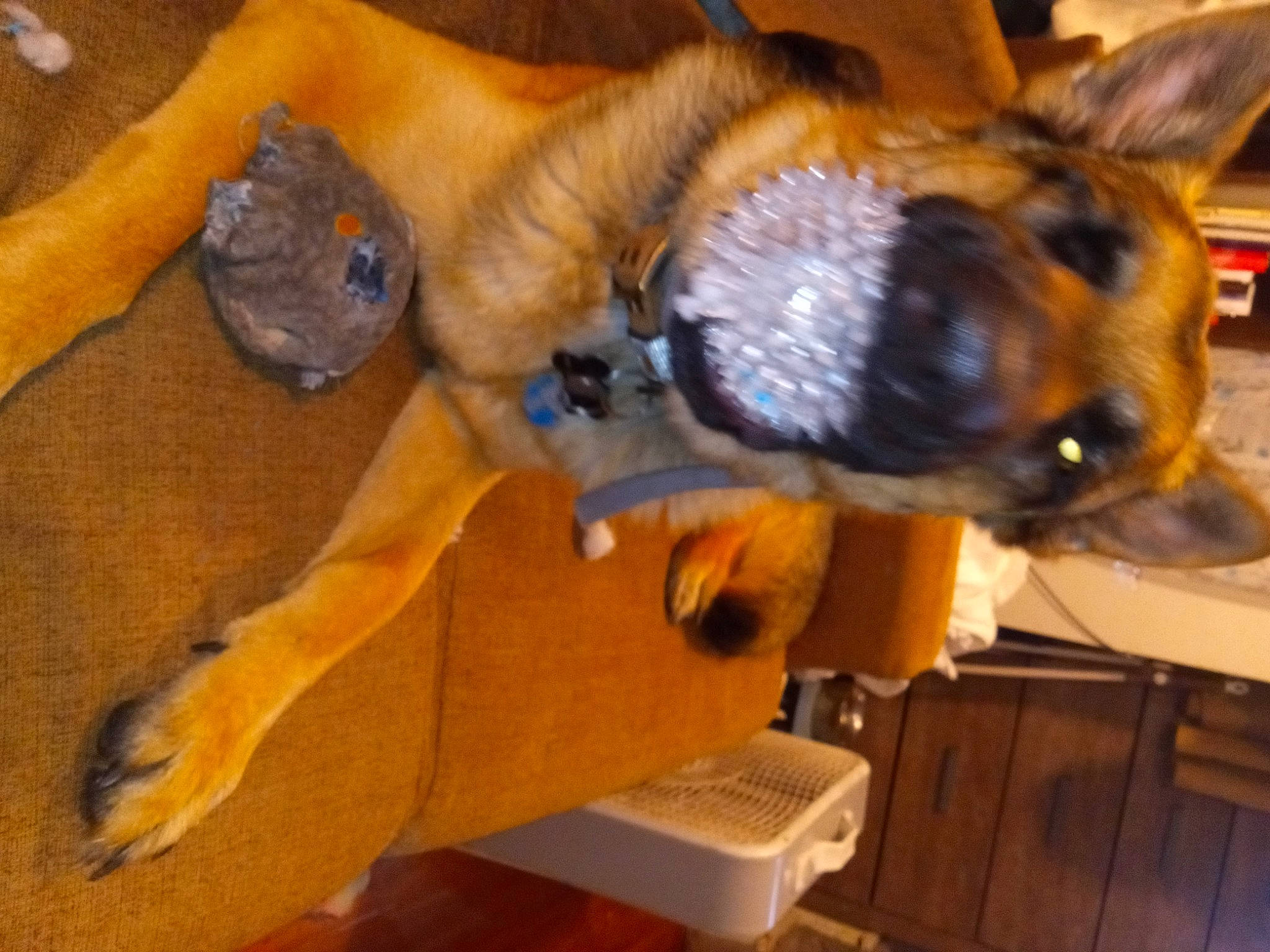 Trooper joined the competition — help win amazing prizes! canidae, carnivore, collar, companion_dog, dog, dog_breed, dog_collar, ear, fawn, flooring, fur, guard_dog, paw, pet_supply, snout, sporting_group, tail, whiskers, wood, working_animal