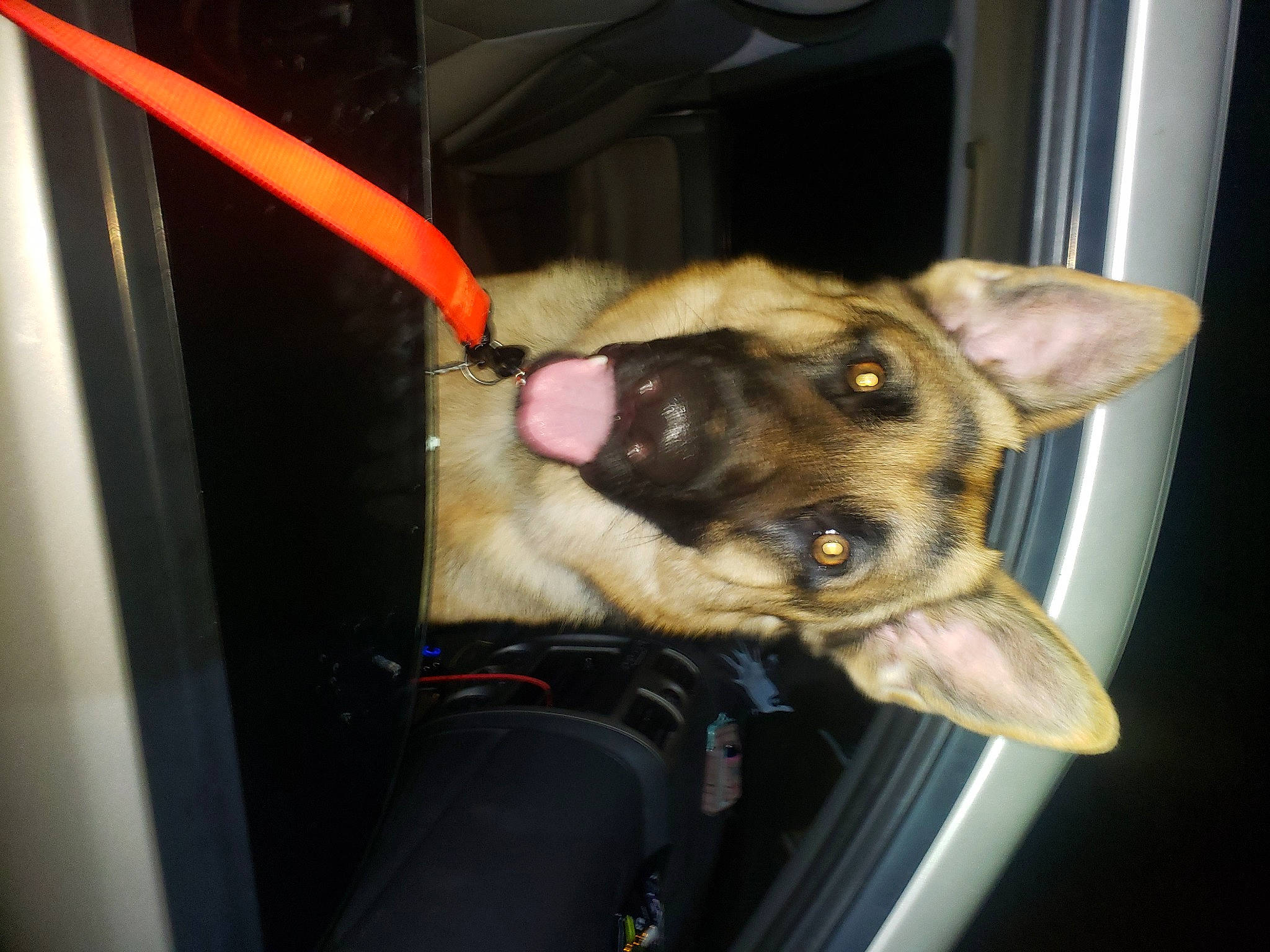 Trooper is registered to the contest to win money with this photo: auto_part, canidae, carnivore, collar, companion_dog, dog, dog_breed, ear, fawn, fur, snout, sporting_group, vehicle, vehicle_door, windshield, working_animal