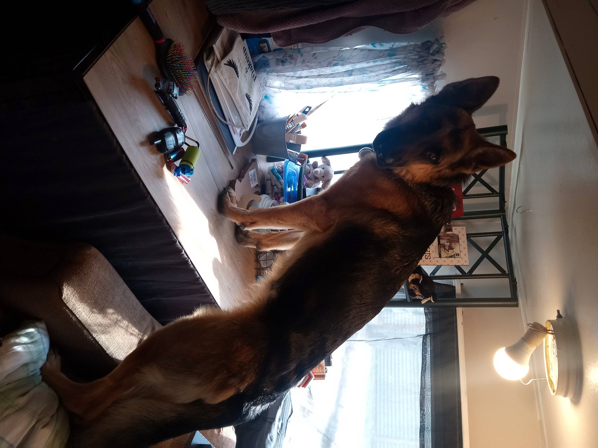 Trooper joined the competition — help win amazing prizes! art, bronze, bronze_sculpture, building, carnivore, ceiling, elbow, felidae, human_leg, light, liver, metal, room, sculpture, shadow, stairs, tail, visual_arts, window, wood