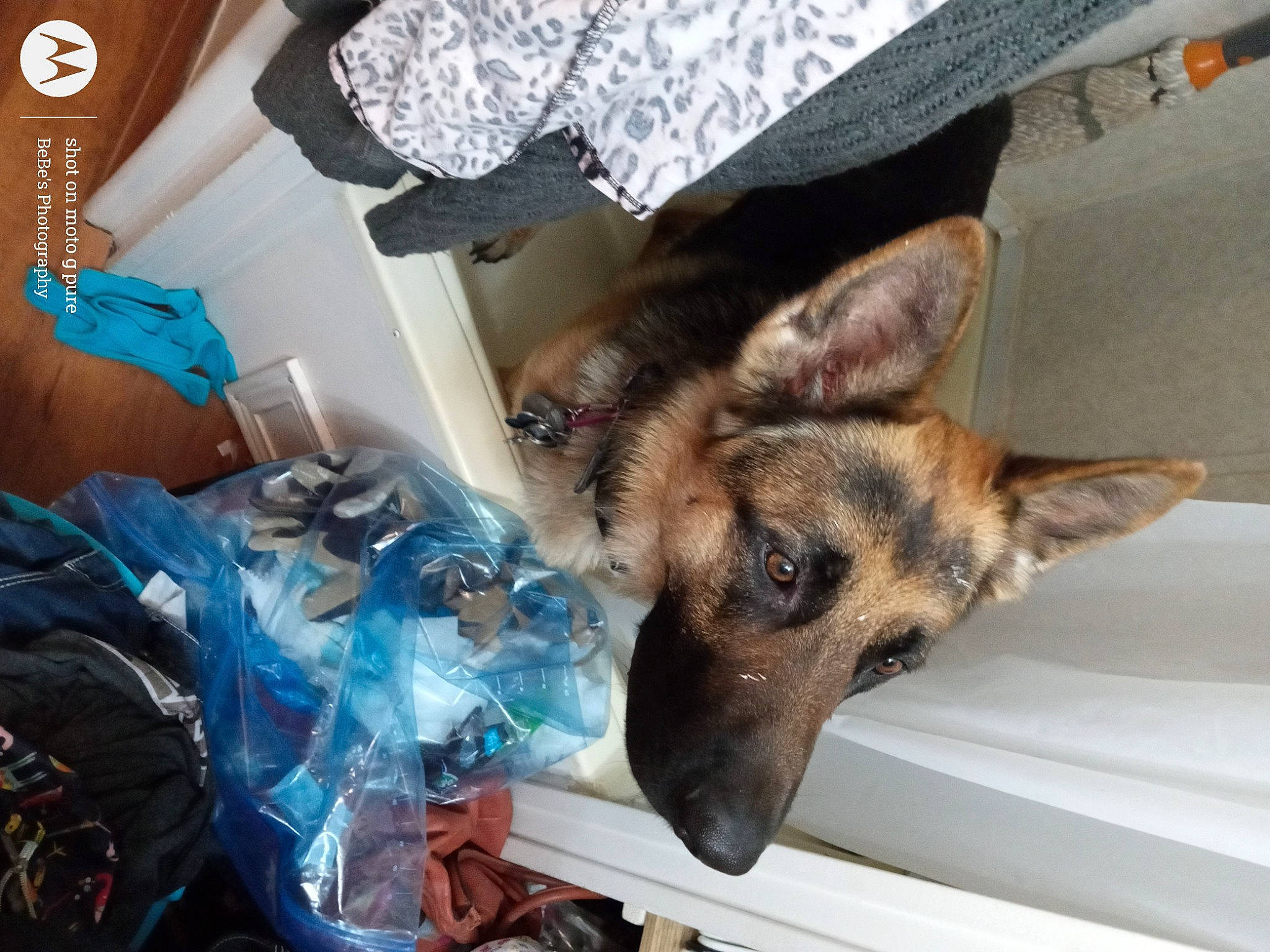 Trooper joined the competition — help win amazing prizes! belgian_shepherd_malinois, canidae, carnivore, companion_dog, dog, dog_breed, east_european_shepherd, fawn, fur, german_shepherd_dog, guard_dog, herding_dog, king_shepherd, law_enforcement, old_german_shepherd_dog, plastic_bag, snout, sporting_group, working_animal, working_dog