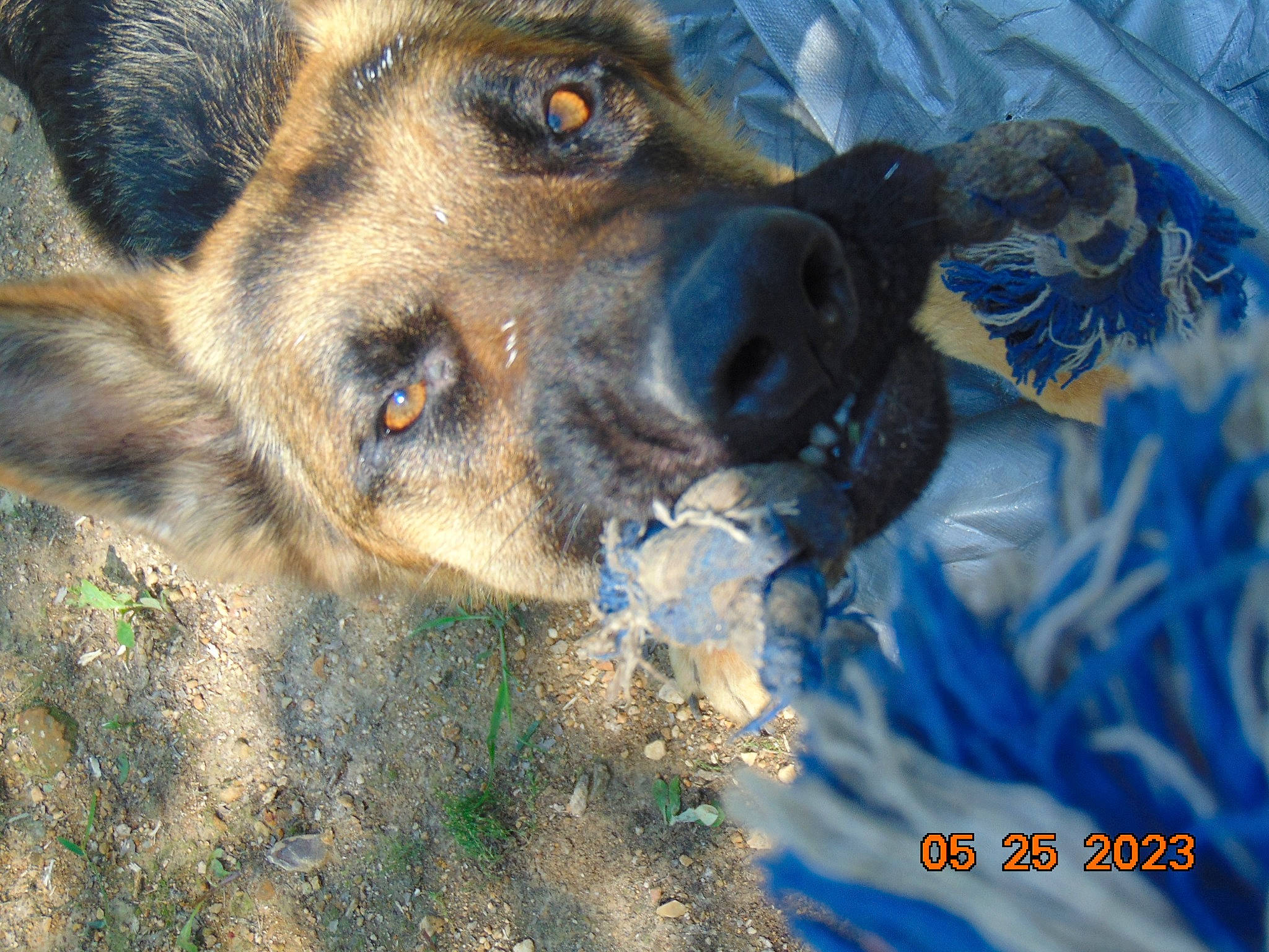 Trooper is registered to the contest to win money with this photo: canidae, carnivore, companion_dog, dog, dog_breed, electric_blue, fawn, fur, german_shepherd_dog, grass, guard_dog, herding_dog, plant, snout, sporting_group, street_dog, terrestrial_animal, whiskers, working_animal, working_dog