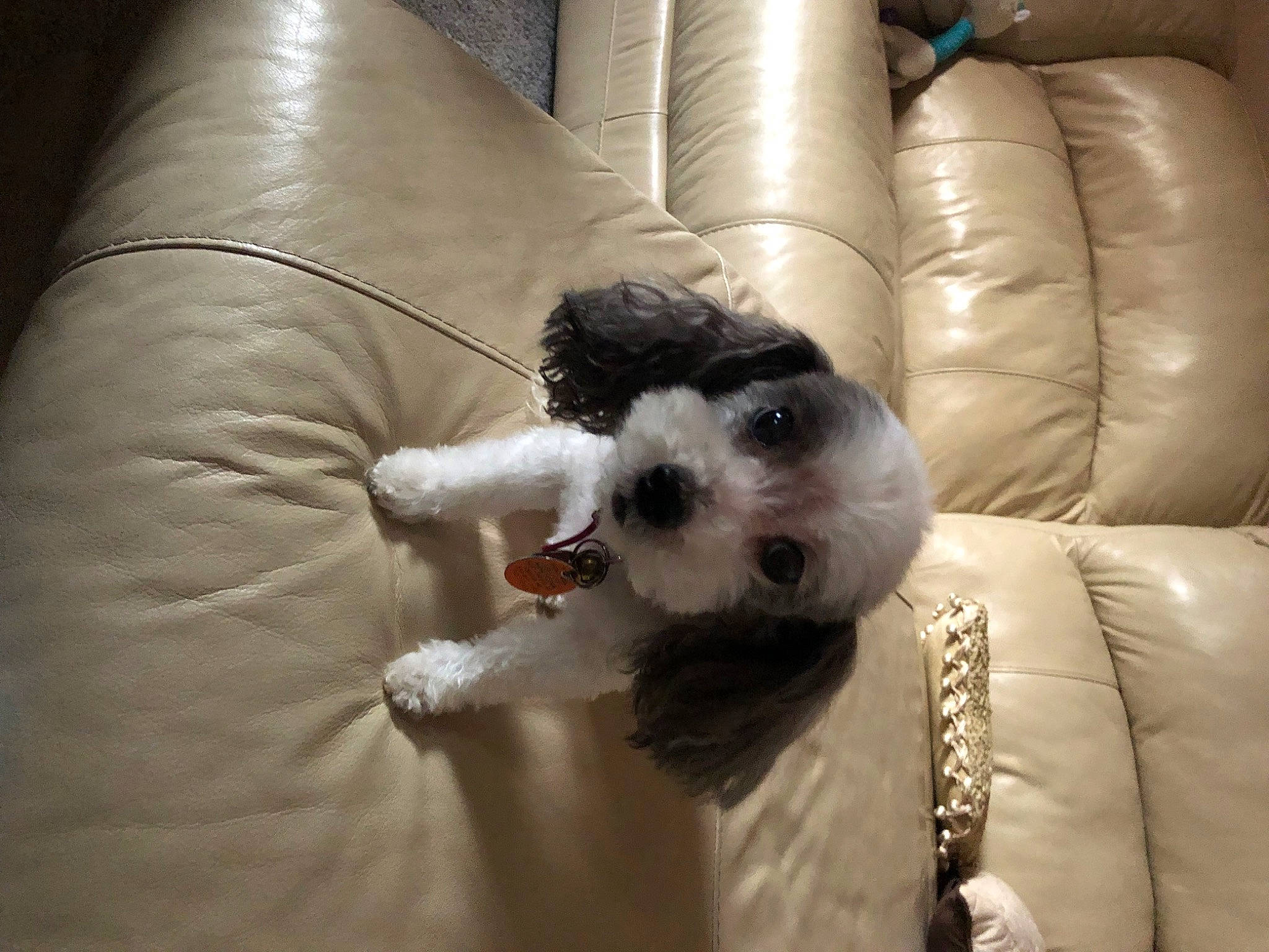 Prescious is registered to the contest to win money with this photo: canidae, carnivore, chair, comfort, companion_dog, couch, dog, dog_breed, dog_collar, dog_supply, fur, paw, small_terrier, small_to_medium_sized_cats, snout, sporting_group, terrier, toy_dog, whiskers, working_animal