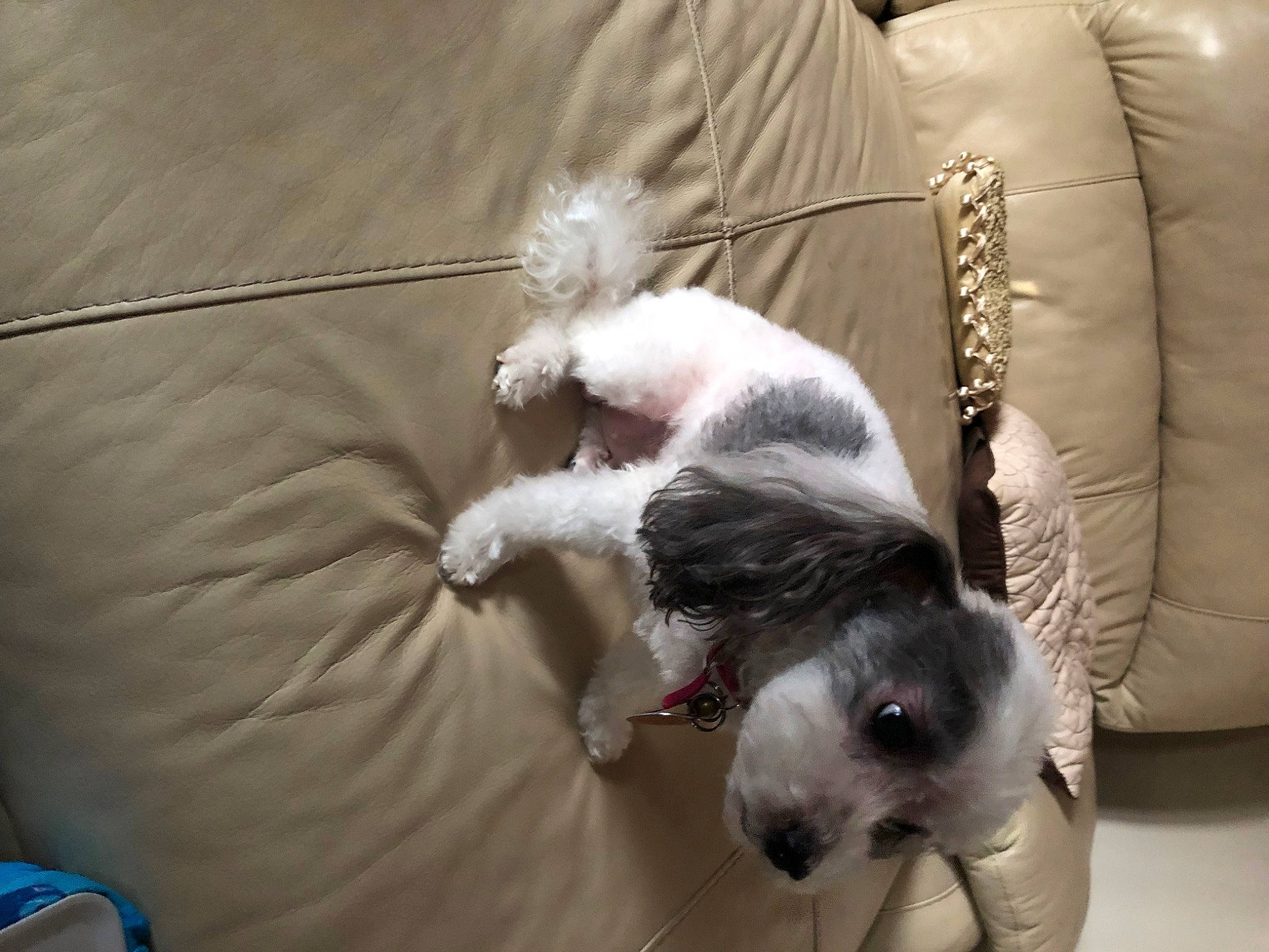 Prescious joined the competition — help win amazing prizes! canidae, carnivore, comfort, companion_dog, couch, dog, dog_breed, dog_supply, felidae, fur, laptop, linens, non_sporting_group, paw, small_to_medium_sized_cats, sporting_group, tail, toy_dog, whiskers, working_animal