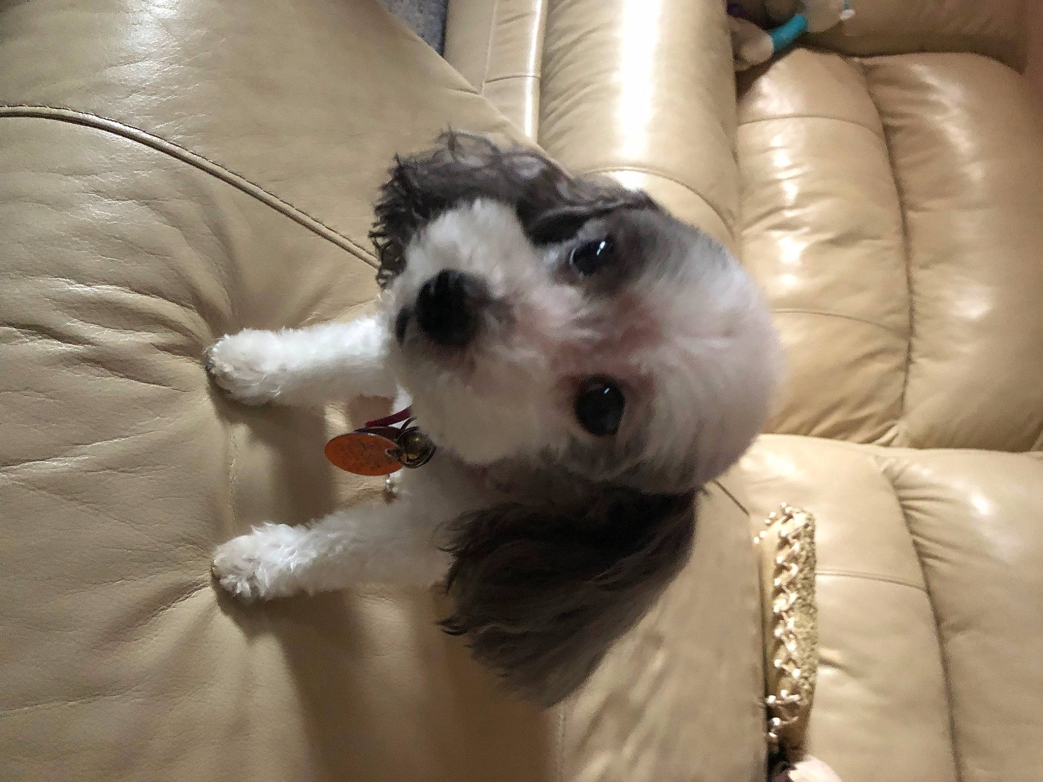 Prescious joined the competition — help win amazing prizes! canidae, carnivore, collar, comfort, companion_dog, dog, dog_breed, dog_collar, dog_supply, eyewear, fur, goggles, small_terrier, snout, sporting_group, sunglasses, terrier, toy, toy_dog, working_animal