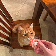 Poppy joined the competition — help win amazing prizes! cat, chair, close_up, cookie, curious, dining_table, hand, human_hand, indoor, kitchen, looking_up, orange_cat, pet, sitting, snack, tile_floor, treat, whiskers, wooden_chair, wooden_table