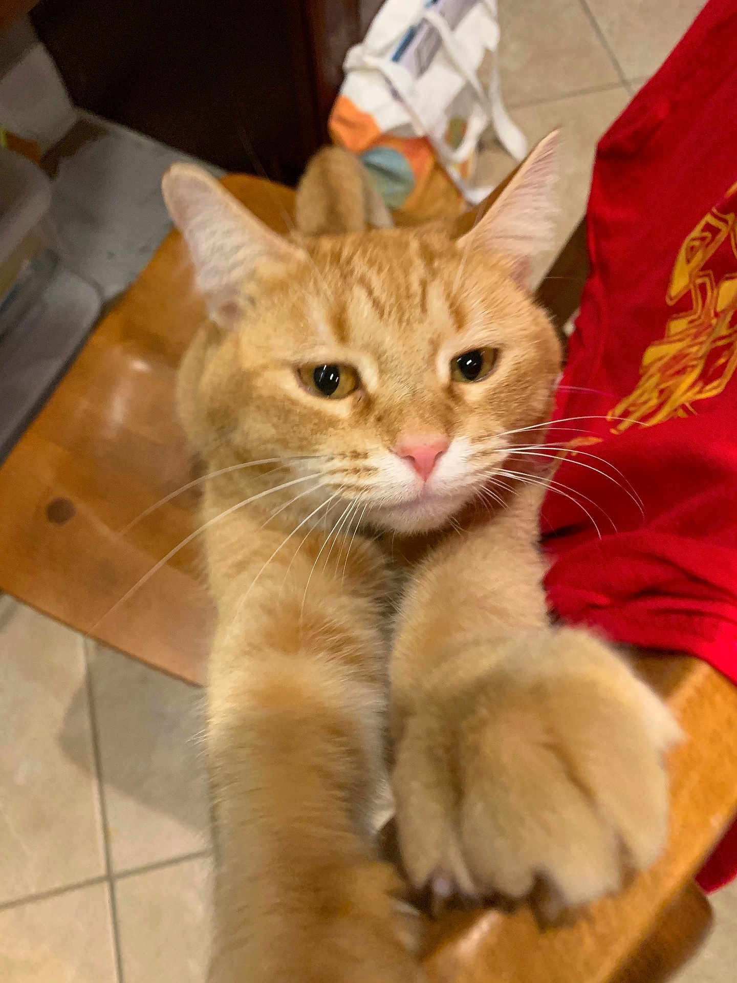 Poppy joined the competition — help win amazing prizes! cat, chair, close_up, curious, cute, ears, eyes, feline, home, indoor, orange_tabby, paw, pet, pink_nose, red_shirt, table, tail, tile_floor, whiskers, wooden_chair