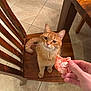 Poppy joined the competition — help win amazing prizes! cat, closeup, cookie, curious, ears, gaze, ginger_cat, human_hand, indoor, kitchen, looking_up, orange_cat, paws, pet, powdered_cookie, sitting, tiled_floor, whiskers, wooden_chair, wooden_table