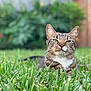 animal, background_blur, cat, closeup, daylight, ears, eyes, feline, fur, garden, grass, greenery, muzzle, nature, outdoor, pet, portrait, relaxed, tabby, whiskers