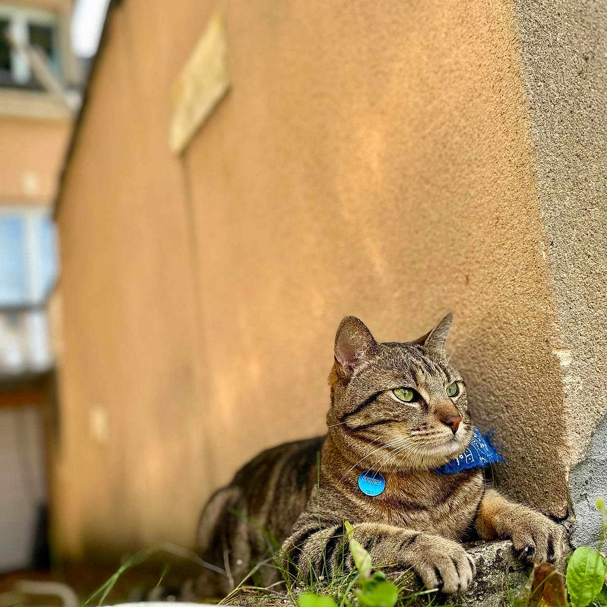 Simba participe au concours pour gagner de l'argent avec cette photo : alley, animal, architecture, building, cat, city, jar, kitten, outdoors, pet, plant, planter, pottedplant, pottery, road, shelter, street, urban, vase, wall