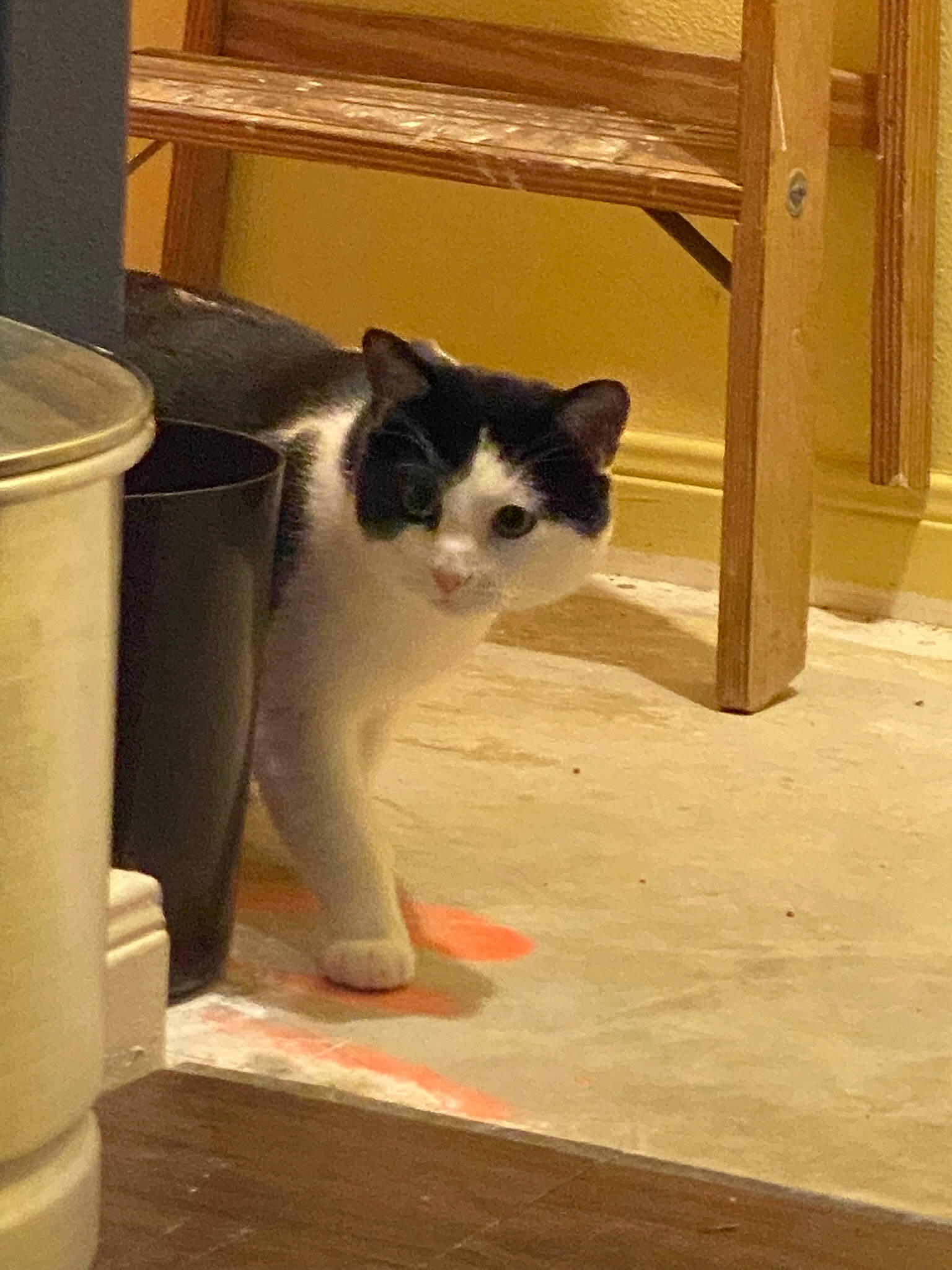 Loki joined the competition — help win amazing prizes! box, carnivore, cat, cat_supply, domestic_short_haired_cat, felidae, flooring, fur, hardwood, paw, pet_supply, small_to_medium_sized_cats, snout, tail, whiskers, window, wood