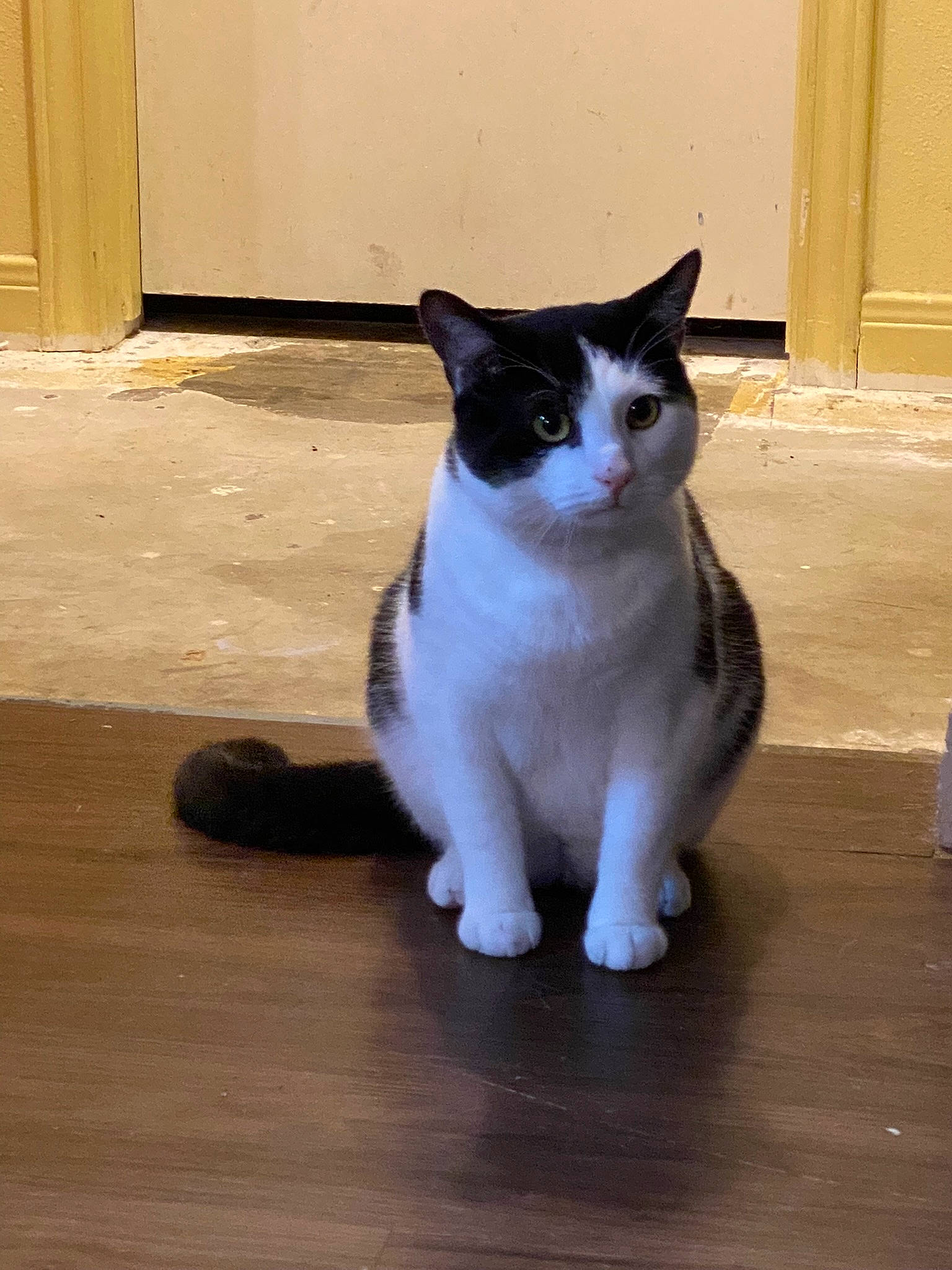 Loki joined the competition — help win amazing prizes! carnivore, cat, domestic_short_haired_cat, door, felidae, flooring, foot, fur, hardwood, paw, shadow, small_to_medium_sized_cats, snout, tail, whiskers, wood