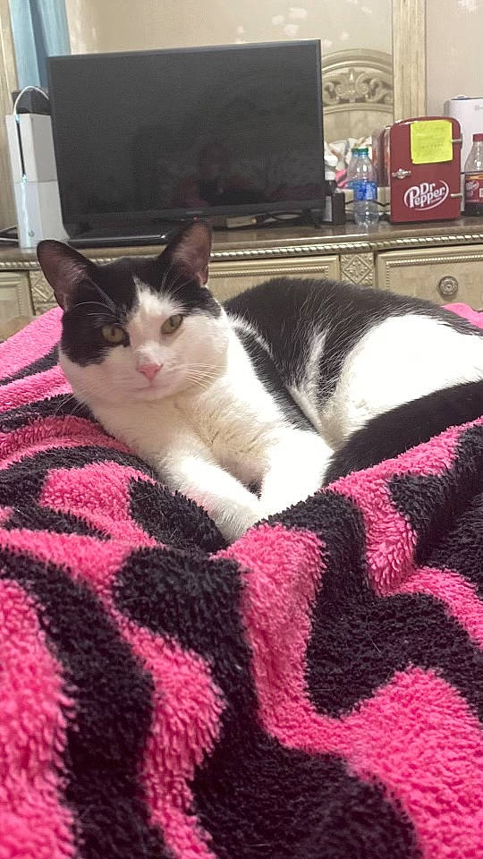 Loki is registered to the contest to win money with this photo: bedding, carmine, carnivore, carpet, cat, comfort, domestic_short_haired_cat, felidae, flooring, fur, human_leg, linens, magenta, pattern, paw, pink, small_to_medium_sized_cats, tail, whiskers, wood