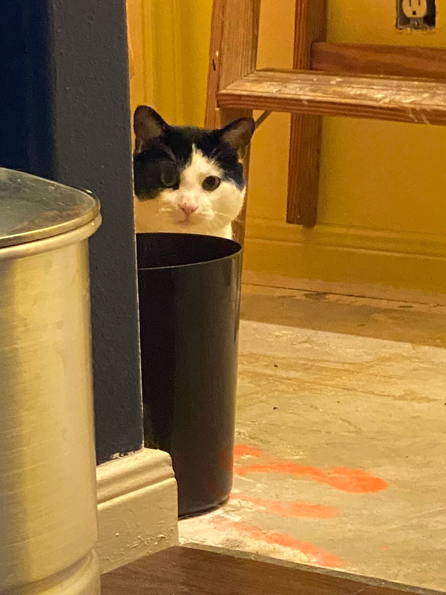 Loki is registered to the contest to win money with this photo: carnivore, cat, cylinder, domestic_short_haired_cat, door, felidae, fixture, flooring, gas, hardwood, small_to_medium_sized_cats, stairs, tail, tints_and_shades, waste_container, waste_containment, whiskers, window, wood, yellow