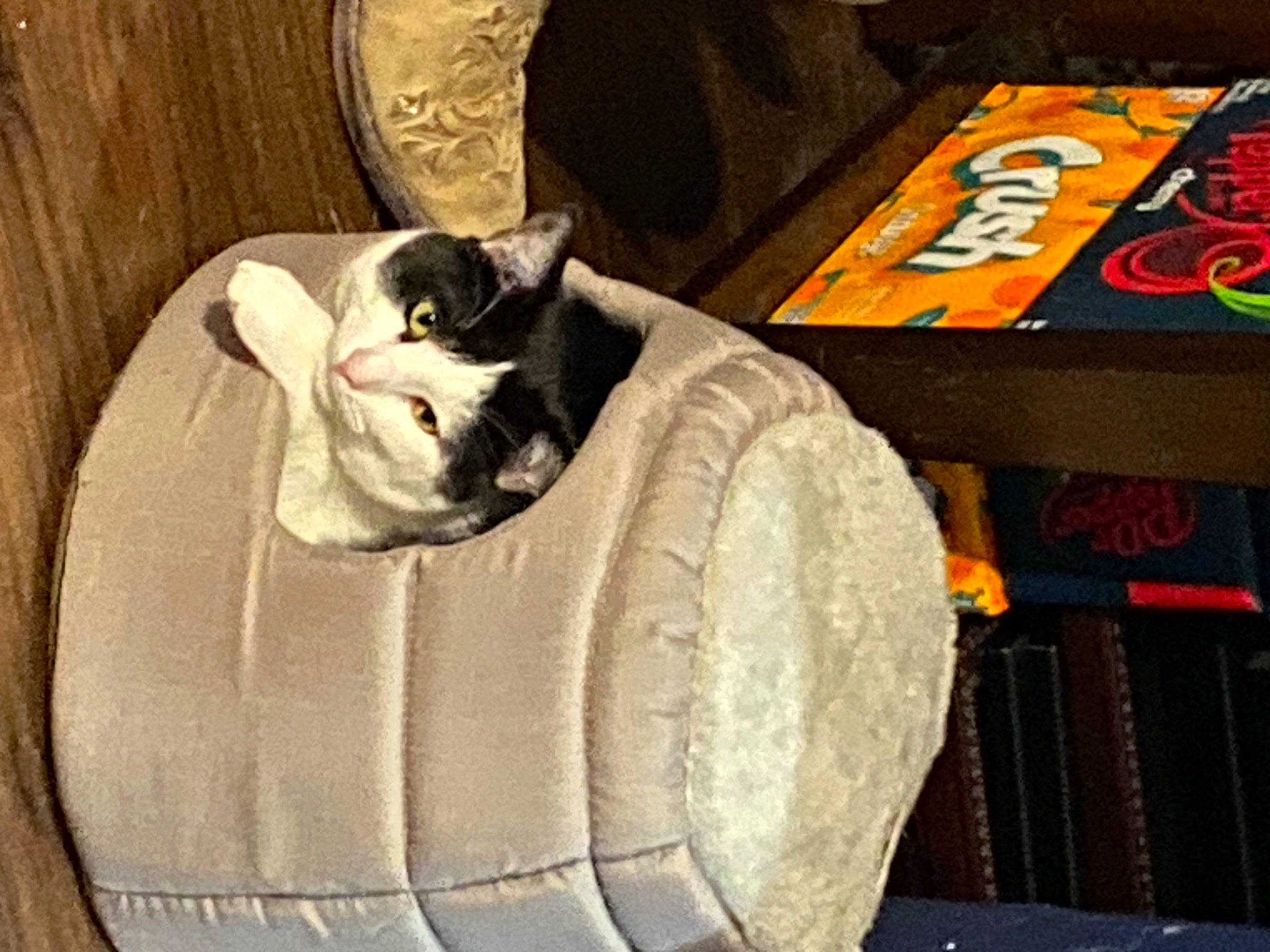 Loki joined the competition — help win amazing prizes! bag, box, canidae, cardboard, carnivore, cat, cat_bed, cat_supply, comfort, domestic_short_haired_cat, felidae, fur, hardwood, linens, luggage_and_bags, small_to_medium_sized_cats, table, tail, whiskers, wood