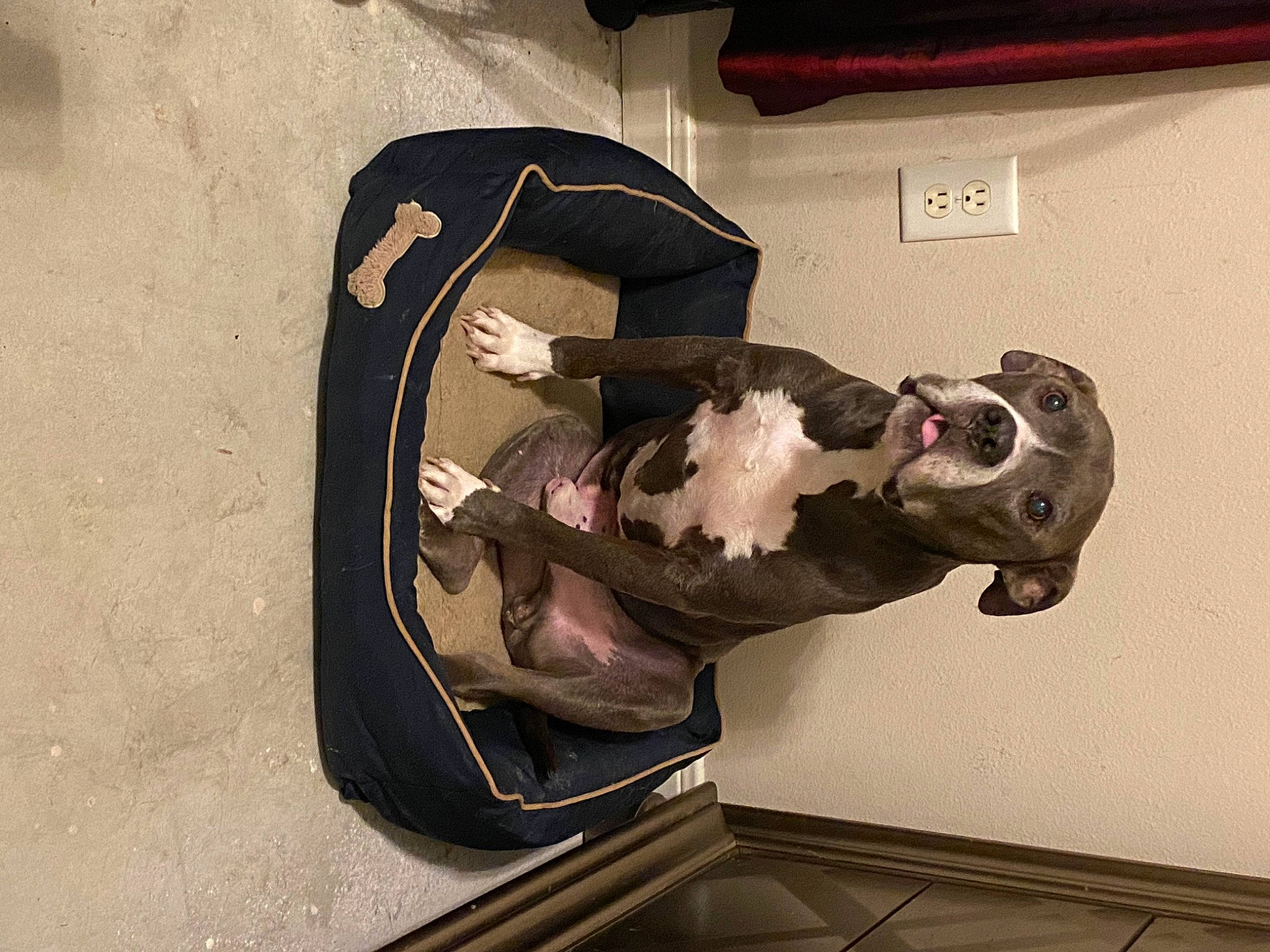 Zeus joined the competition — help win amazing prizes! art, auto_part, carmine, elbow, eyewear, font, fur, gesture, goggles, jaw, metal, personal_protective_equipment, picture_frame, sculpture, sleeve, sunglasses, visual_arts, wood, wrist