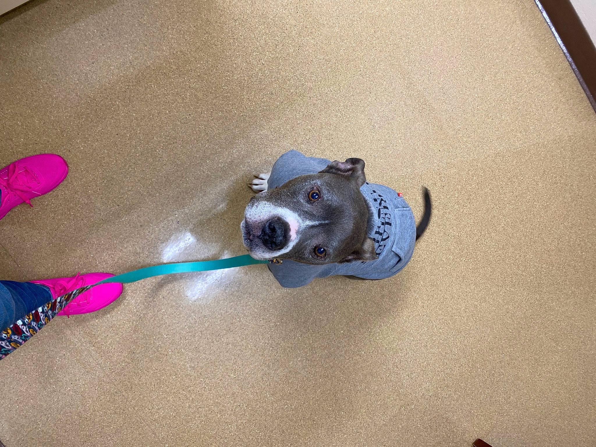 Zeus joined the competition — help win amazing prizes! canidae, carnivore, collar, companion_dog, dog, dog_breed, dog_collar, dog_supply, electric_blue, fashion_accessory, fawn, flooring, grey, leash, shadow, snout, sporting_group, tail, toy, working_animal