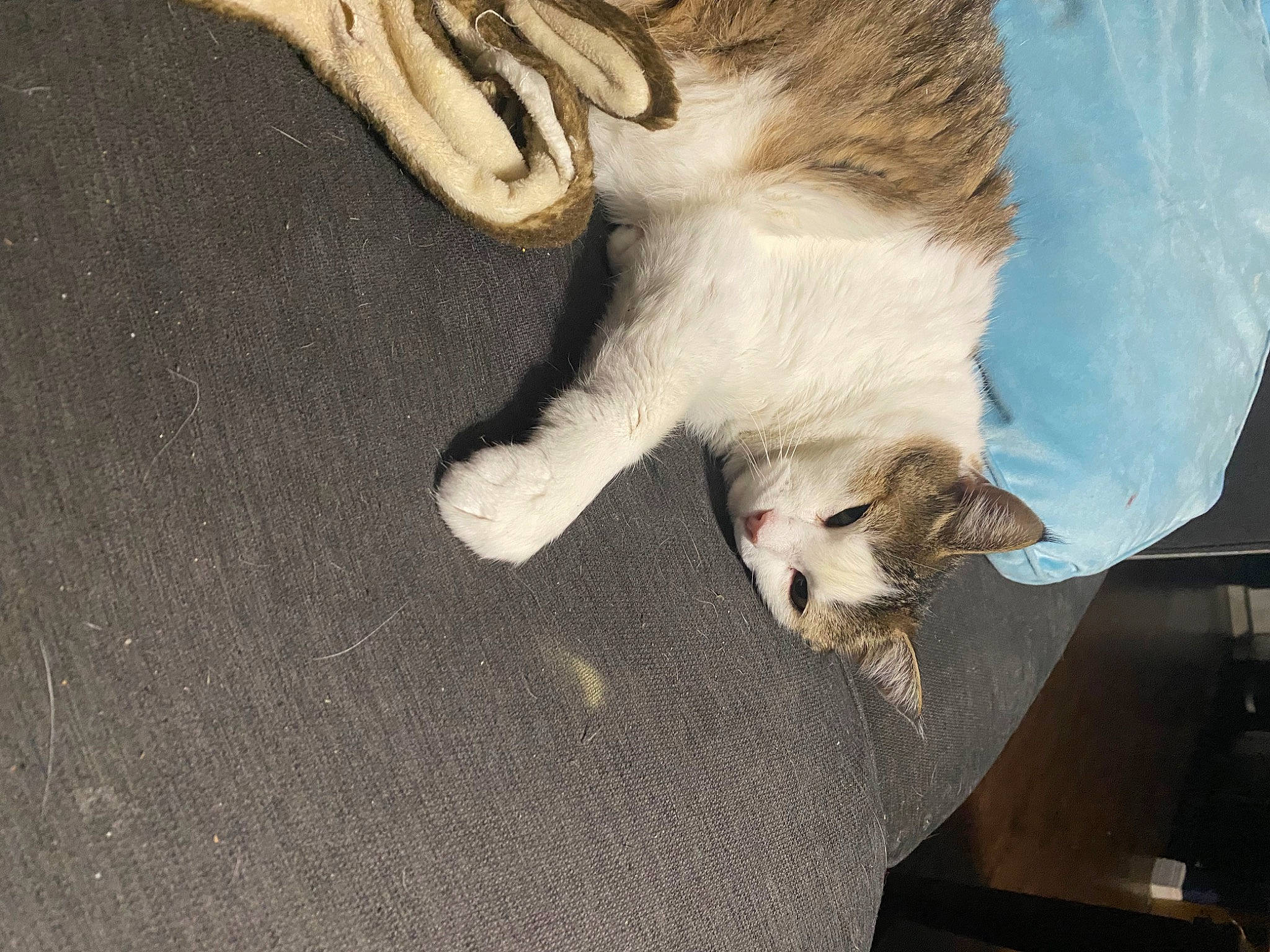 Birdie is registered to the contest to win money with this photo: canidae, carnivore, cat, claw, comfort, companion_dog, dog_breed, domestic_short_haired_cat, fawn, felidae, foot, fur, human_leg, nap, paw, small_to_medium_sized_cats, snout, tail, whiskers, wood