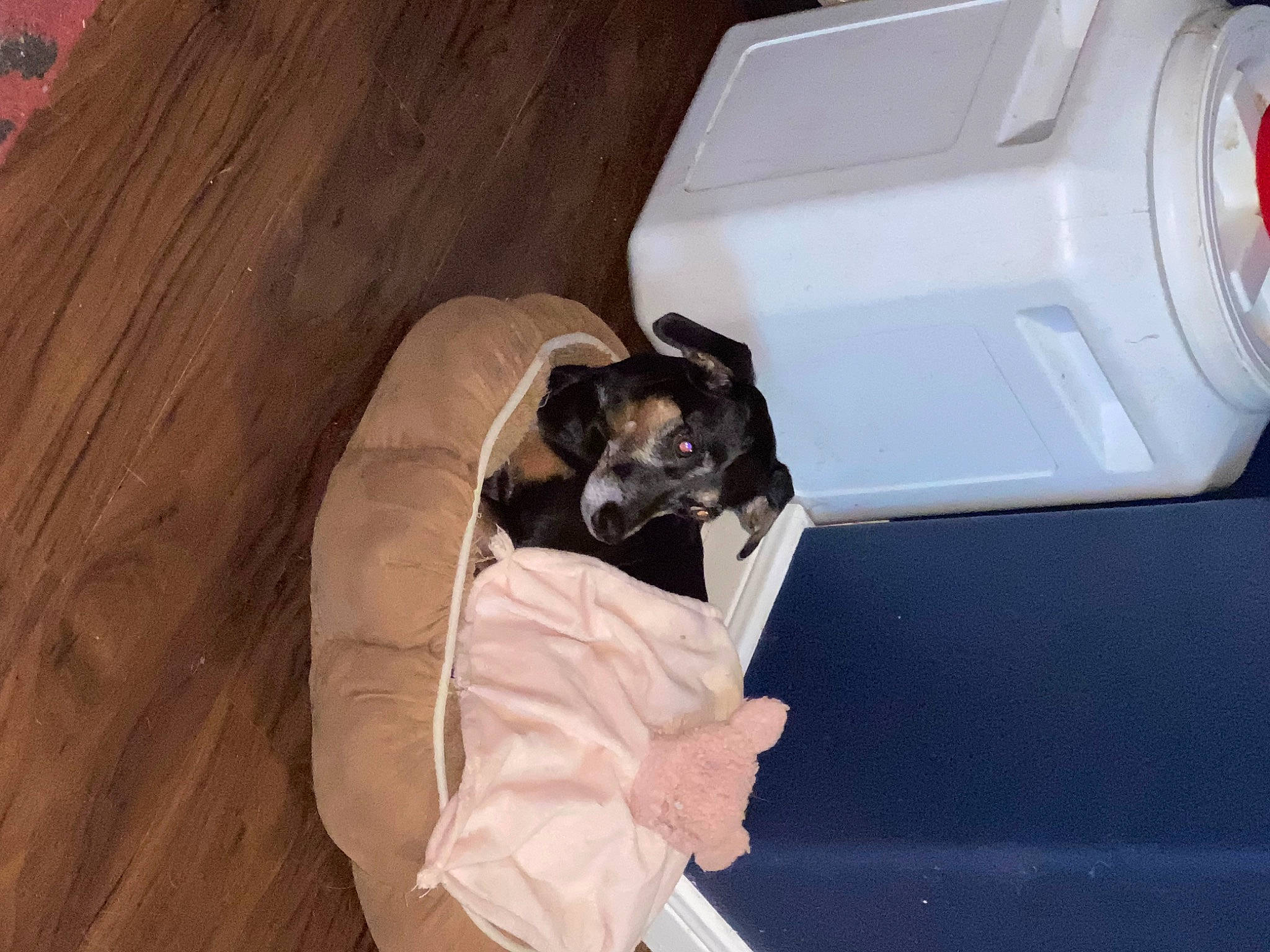 Gracie is registered to the contest to win money with this photo: automotive_design, comfort, companion_dog, couch, felidae, flooring, hardwood, household_supply, lcd_projector, paper, paper_product, paper_towel, room, tissue_paper, toilet_paper, toy_dog, varnish, whiskers, wood, wood_stain