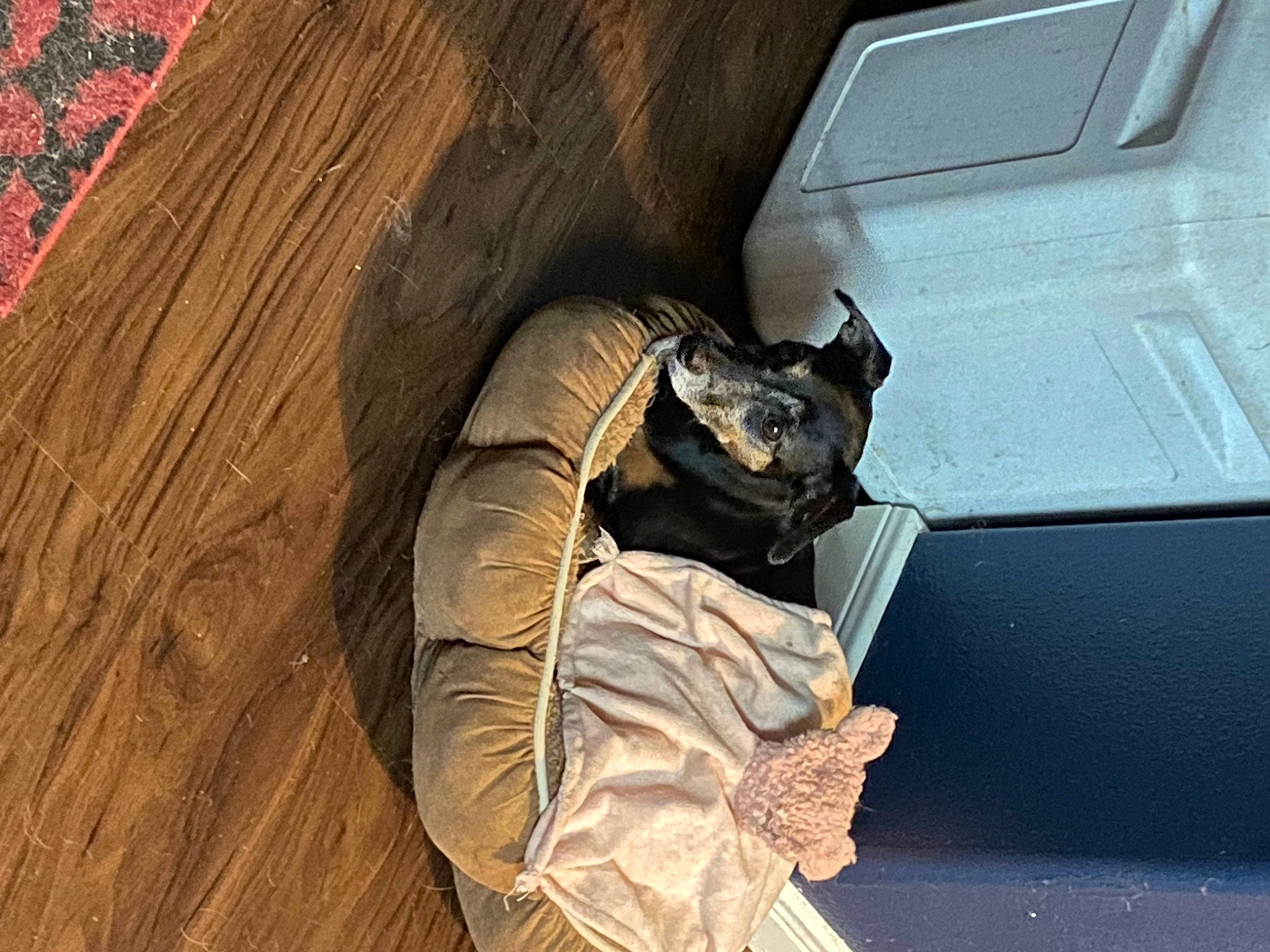 Gracie joined the competition — help win amazing prizes! art, auto_part, automotive_design, automotive_exterior, automotive_lighting, automotive_tire, automotive_wheel_system, bumper, fur, glove, hardwood, helmet, metal, personal_luxury_car, personal_protective_equipment, sculpture, tree, trunk, vehicle_door, wood