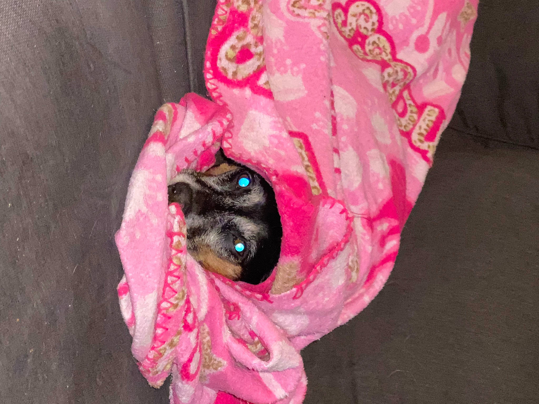 Gracie is registered to the contest to win money with this photo: carmine, carnivore, companion_dog, dog, dog_breed, dog_supply, fashion_accessory, fawn, fur, linens, magenta, nail, petal, pink, plant, plastic_bag, sporting_group, tail, toy_dog, working_animal