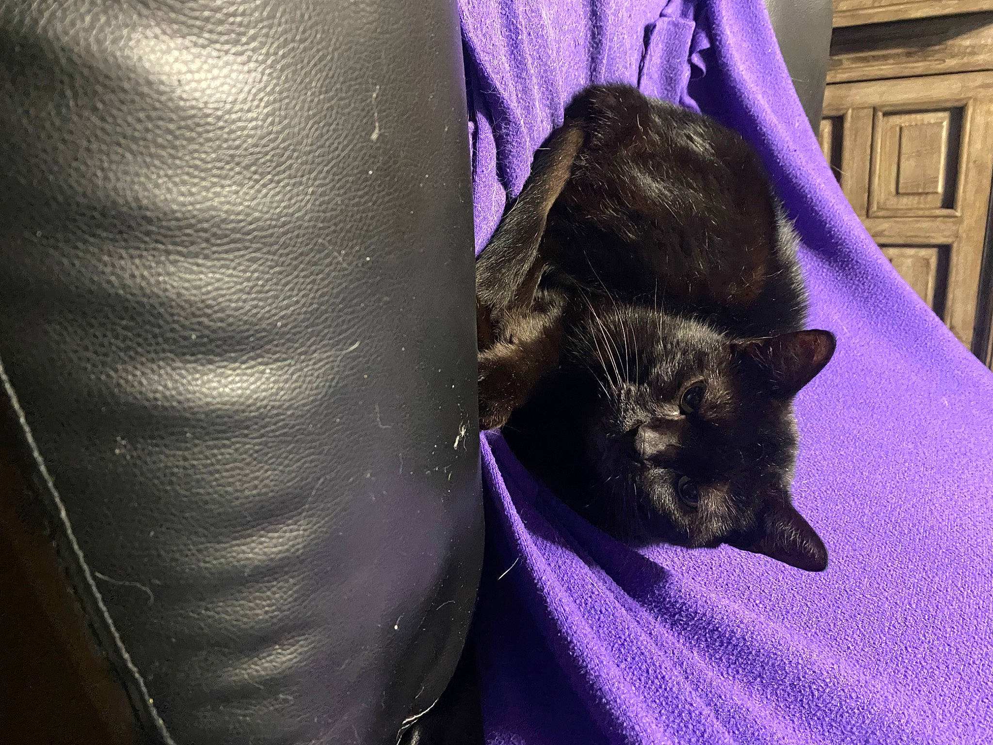 Salem is registered to the contest to win money with this photo: black_cat, bombay, cabinetry, carnivore, cat, cat_supply, claw, comfort, domestic_short_haired_cat, door, electric_blue, felidae, fur, grey, magenta, purple, small_to_medium_sized_cats, snout, tail, whiskers