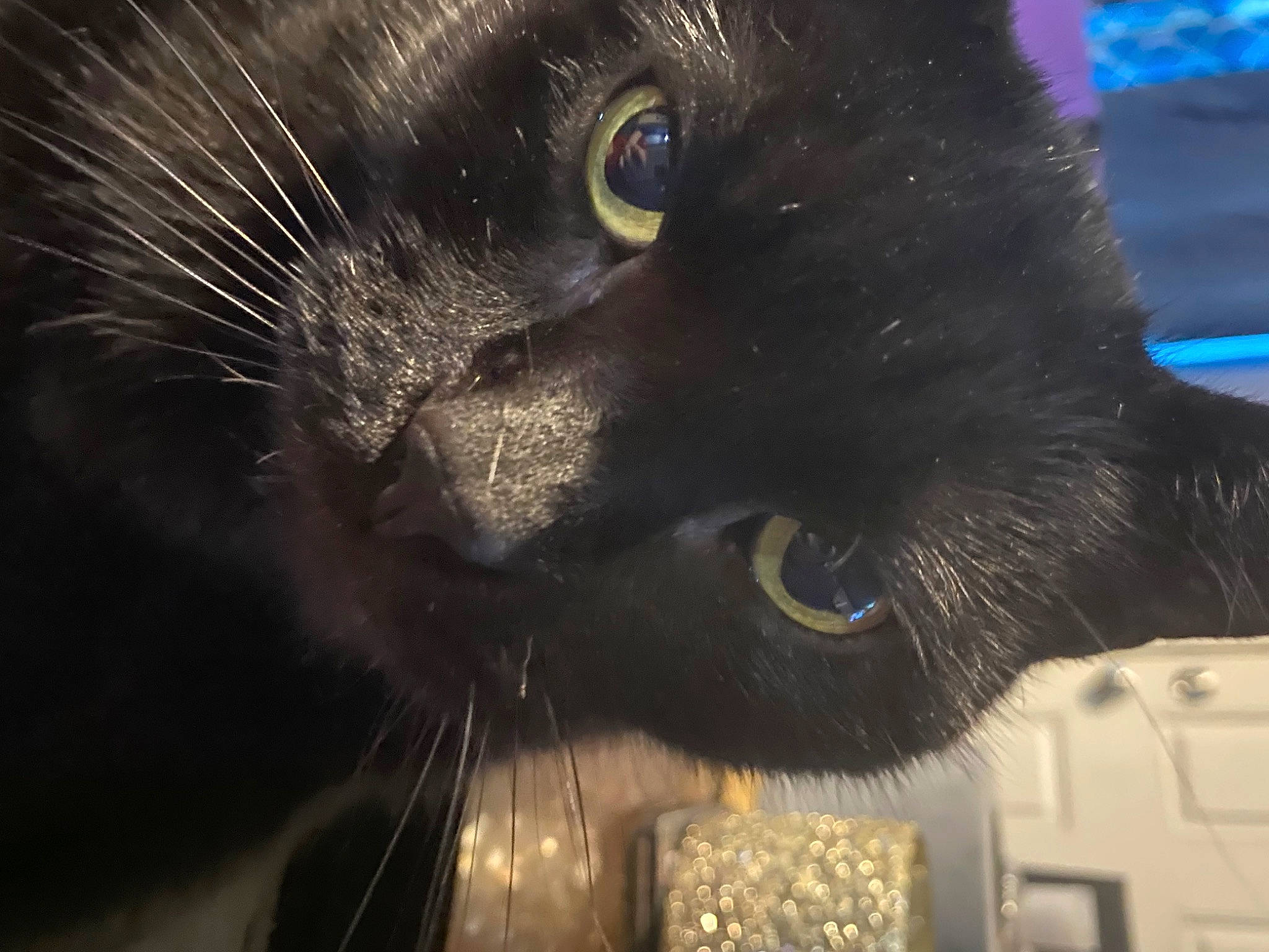 Salem joined the competition — help win amazing prizes! black_cat, bombay, carnivore, cat, domestic_short_haired_cat, ear, electric_blue, eye, felidae, fur, iris, small_to_medium_sized_cats, snout, terrestrial_animal, whiskers