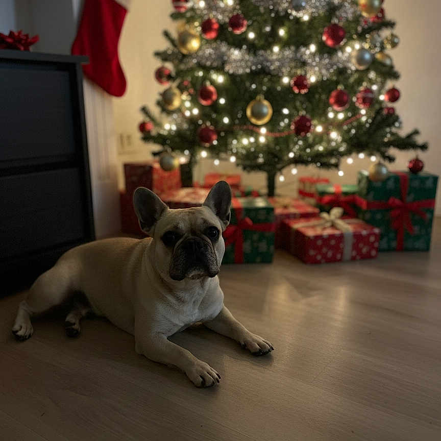 Tropico participe au concours pour gagner de l'argent avec cette photo : animal, celebration, christmas, christmas_tree, decorations, dog, festive, fireplace, floor, french_bulldog, gift_wrap, holiday, indoor, lights, ornaments, pet, presents, relaxing, stocking, wooden_floor