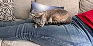 Luna is registered to the contest to win money with this photo: cat, blue_eyes, denim, jeans, couch, sofa, pillow, patterned_pillow, photo_pillow, person, relaxing, indoor, pet, feline, resting, cozy, home, fur, animal, comfort