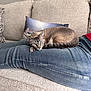cat, blue_eyes, denim, jeans, couch, sofa, pillow, patterned_pillow, photo_pillow, person, relaxing, indoor, pet, feline, resting, cozy, home, fur, animal, comfort