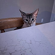 Luna joined the competition — help win amazing prizes! cat, table, chair, indoor, curious, pet, marble_pattern, wooden_chair, wall, decoration, heart_shape, feline, animal, domestic, closeup, face, ears, whiskers, eyes, home