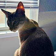 Luna is registered to the contest to win money with this photo: animal, bed, blinds, cat, contemplative, cozy, domestic, ear, fur, indoor, natural_light, pet, quiet, resting, shadow, side_view, sunlight, tabby, texture, window